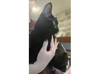Adopt Quince a All Black Domestic Shorthair (short coat) cat in Loveland