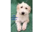 Adopt Sam a White Terrier (Unknown Type, Small) / Cairn Terrier / Mixed dog in