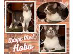 Adopt HOBO a Gray or Blue (Mostly) Domestic Shorthair (short coat) cat in Paris