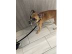 Adopt Mowgli a Brown/Chocolate Boxer / Mixed dog in Daytona Beach, FL (40013243)