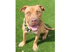 Adopt Sander a Red/Golden/Orange/Chestnut American Pit Bull Terrier / Mixed dog