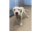 Adopt Nougat - IN FOSTER a White Mixed Breed (Medium) / Mixed Breed (Medium) /