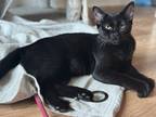 Adopt Binx a All Black American Shorthair / Mixed (short coat) cat in