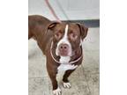 Adopt Hank a Brown/Chocolate American Pit Bull Terrier / Mixed Breed (Medium) /