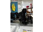Adopt Prince a Black Labrador Retriever / Mixed dog in Greenville, KY (40011712)