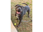 Adopt Yingo a Gray/Blue/Silver/Salt & Pepper Mixed Breed (Large) / Mixed dog in