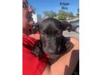 Adopt Edgar (M&M) a Border Collie / Shepherd (Unknown Type) dog in San Angelo