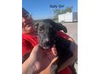Adopt Sally (M&M) a Border Collie / Shepherd (Unknown Type) dog in San Angelo