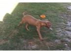 Adopt Odin a Tan/Yellow/Fawn Pit Bull Terrier / Mixed dog in Okmulgee