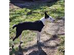 Adopt Spot a Black Mixed Breed (Medium) / Mixed dog in Point Pleasant