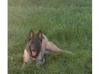 Adopt Aria a Brown/Chocolate - with Black Belgian Malinois / Mixed dog in