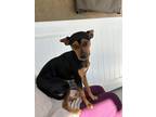 Adopt Toby a Brown/Chocolate - with Black Miniature Pinscher / Mixed dog in
