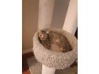 Adopt Grayson a Gray, Blue or Silver Tabby Domestic Shorthair (short coat) cat