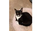 Adopt Ivy a Black & White or Tuxedo Domestic Shorthair (short coat) cat in