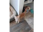 Adopt Carat a Orange or Red Tabby Tabby (short coat) cat in Oakley