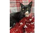 Adopt Ricki a All Black Domestic Shorthair / Domestic Shorthair / Mixed cat in