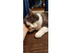 Adopt Jasper a Domestic Shorthair cat in Hinton, AB (40006131)