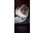 Adopt Snowball a Siamese cat in Hinton, AB (40006130)