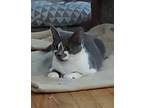Adopt Swift a Domestic Shorthair cat in Hinton, AB (40006129)