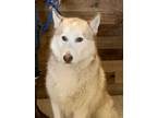Adopt Annabelle a White - with Tan, Yellow or Fawn Husky / Mixed dog in Barstow