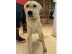 Adopt Lou a Tan/Yellow/Fawn Husky / Mixed dog in Barstow, CA (40006082)