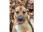 Adopt Bongo a Black German Shepherd Dog / Mixed dog in BURIEN, WA (39414808)