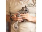 Adopt Penelope a Silver or Gray Chinchilla small animal in Sunnyvale