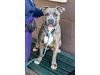 Adopt Shandi a Gray/Blue/Silver/Salt & Pepper Mixed Breed (Large) / Mixed dog in