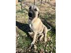 Adopt Whiskey a Tan/Yellow/Fawn - with Black Anatolian Shepherd / Mixed dog in