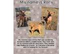 Adopt Rory a Shepherd (Unknown Type) / Australian Shepherd dog in Ola