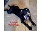Adopt Triumph a Black - with White Labrador Retriever / Mixed Breed (Medium) /