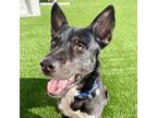 Adopt Timber a Black Shepherd (Unknown Type) / Mixed dog in Naperville