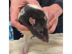 Adopt Pronto a White Rat / Rat / Mixed (short coat) small animal in Kingston