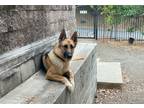 Adopt Chester a Tricolor (Tan/Brown & Black & White) German Shepherd Dog / Mixed