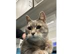Adopt Hashbrown a Gray or Blue Domestic Shorthair / Domestic Shorthair / Mixed