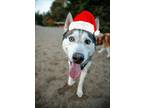 Adopt Link a Black - with Gray or Silver Siberian Husky / Mixed dog in