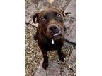 Adopt Slash a Brown/Chocolate Labrador Retriever / Mixed Breed (Medium) / Mixed