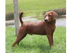 Adopt Laith a Brown/Chocolate Redbone Coonhound / Mixed Breed (Medium) / Mixed