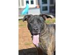 Adopt Tripple Stack a Black Mixed Breed (Large) / Mixed dog in Chamblee