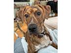 Adopt Bruno a Brindle Pitsky / German Shepherd Dog / Mixed dog in Crystal Lake