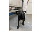 Adopt Angus a Black German Shorthaired Pointer / Hound (Unknown Type) / Mixed