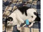 Adopt Venus a Domestic Shorthair / Mixed cat in Osage Beach, MO (40000340)