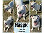 Adopt Maggie2 a White - with Black Dogo Argentino / American Pit Bull Terrier /