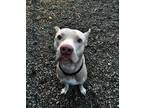 Adopt Percy a Tan/Yellow/Fawn - with White Pit Bull Terrier / Mixed dog in