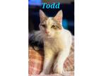 Adopt Todd a White (Mostly) Domestic Shorthair (short coat) cat in schenectady