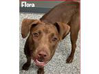 Adopt Flora a Brown/Chocolate Labrador Retriever / Mixed dog in Lowell