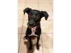 Adopt Kiki a Black Labrador Retriever / Mixed dog in DFW, TX (34626732)