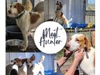 Adopt Hunter a White - with Tan, Yellow or Fawn Foxhound / Hound (Unknown Type)