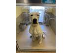 Adopt Demi a White Dogo Argentino / Mixed dog in Houston, TX (39973109)