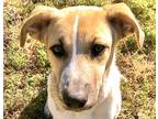 Adopt Daniel a Tricolor (Tan/Brown & Black & White) Beagle / Australian Shepherd
